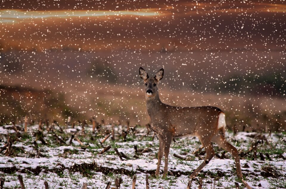 Red deer winter snow