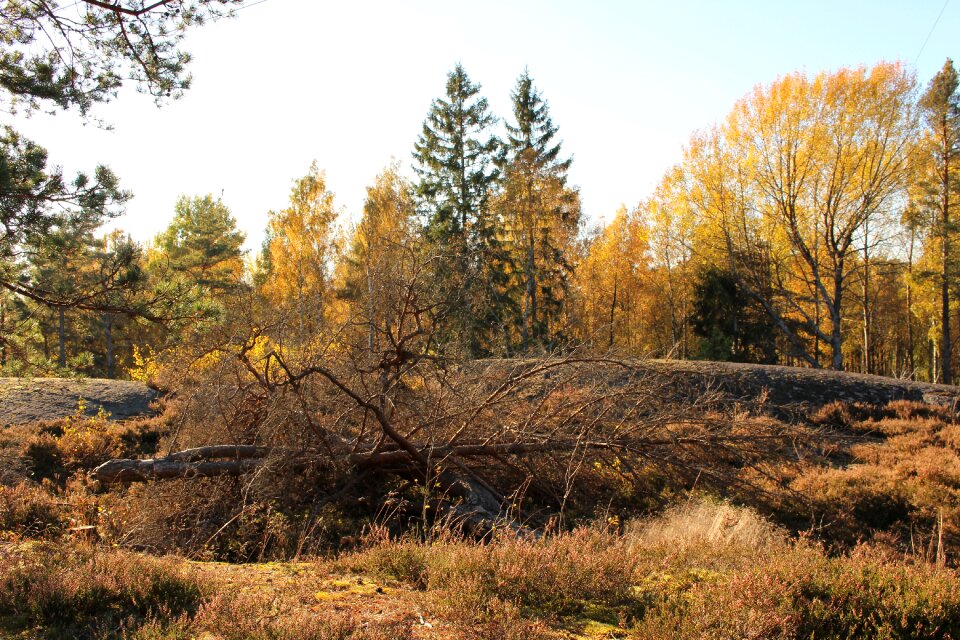 Nature brown swedish nature