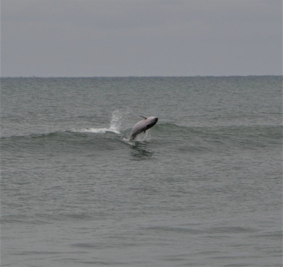 Bottlenose Dolphin playing in the waves near Ramp 70