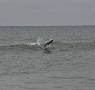 Bottlenose Dolphin playing in the waves near Ramp 70