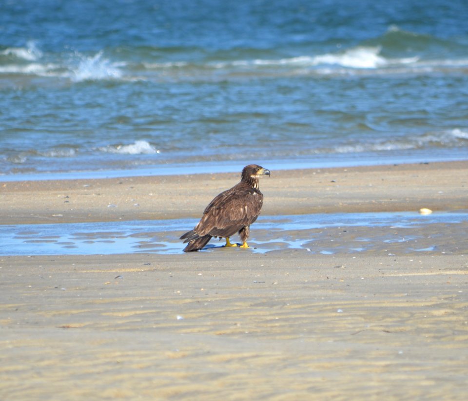 Juvenile bald eagle resting on the South Point mudflats on Ocracoke Island