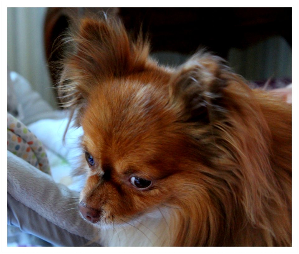 Caramel "Ne me parlez plus du bébé ! " ("Don't speak me about THE baby !"