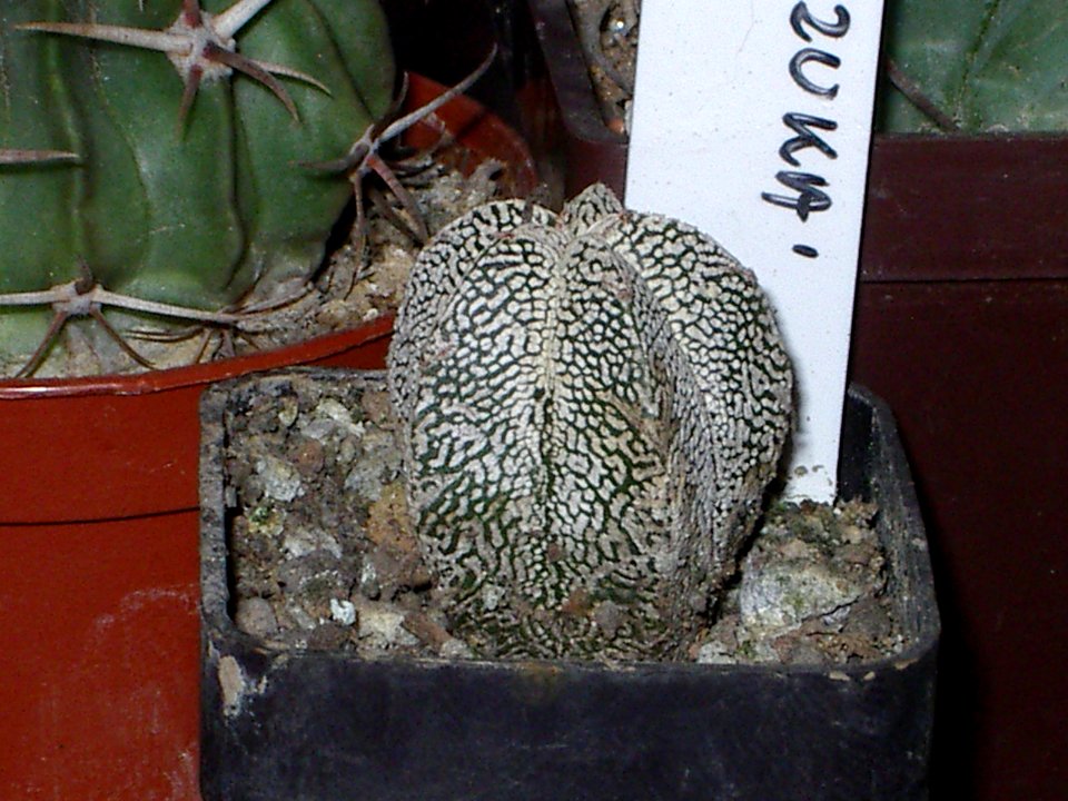 Astrophytum oznuka [Author PTKS Public Domain]