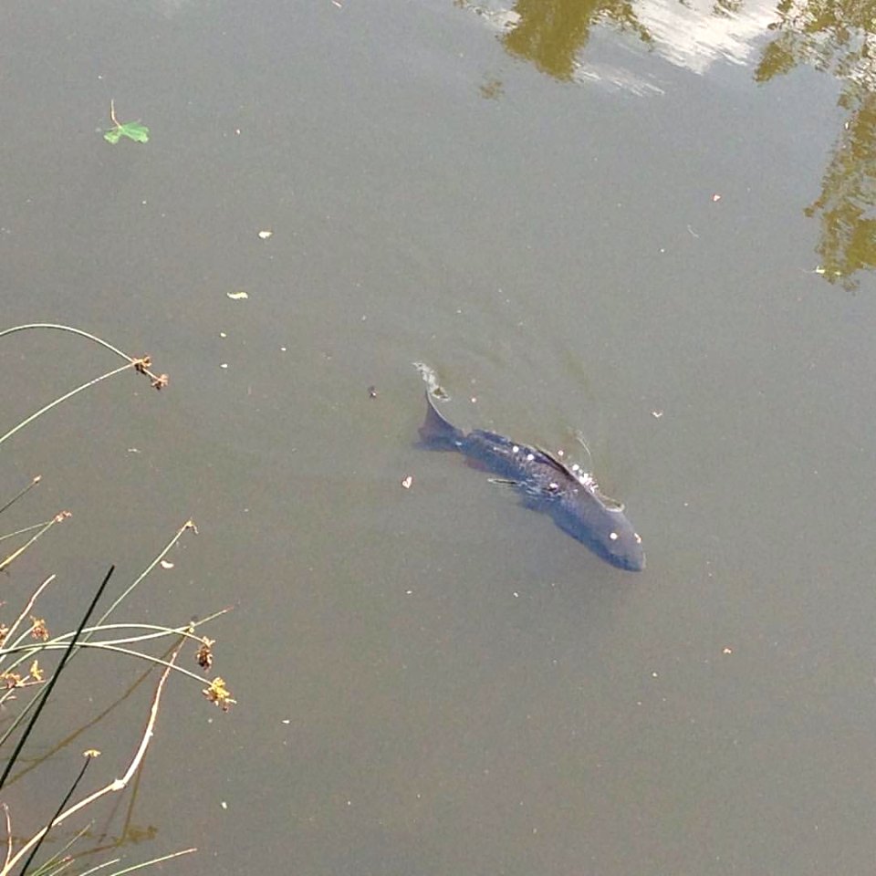 Carp swimming upstream by the blacksmith shop