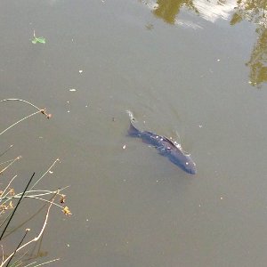 Carp swimming upstream by the blacksmith shop