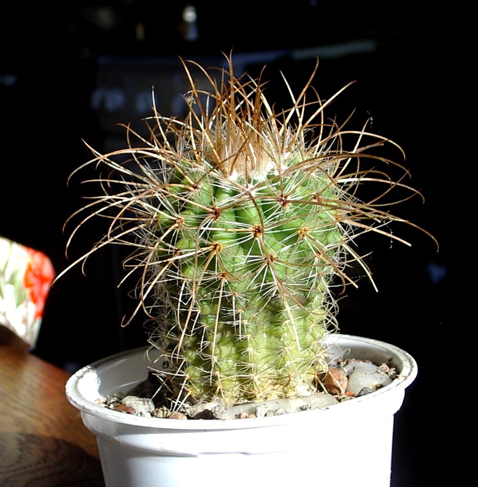 Parodia maxima [Author PTKS Public Domain]