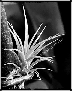 Tillandsia stricta