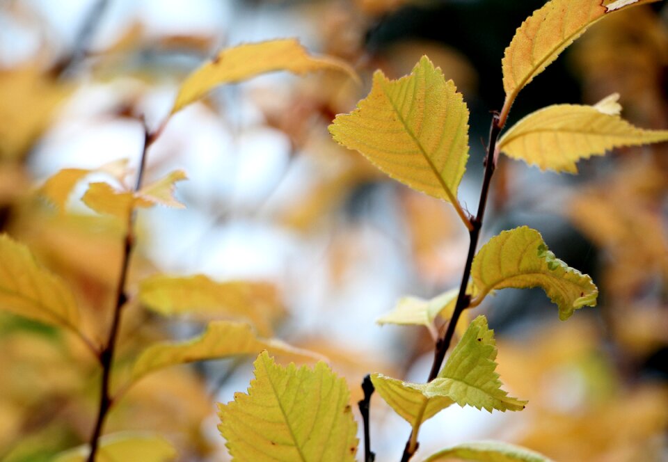 Nature leaf yellow
