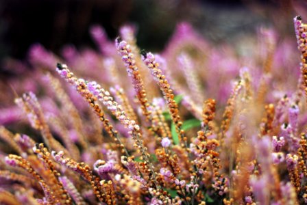 Calluna