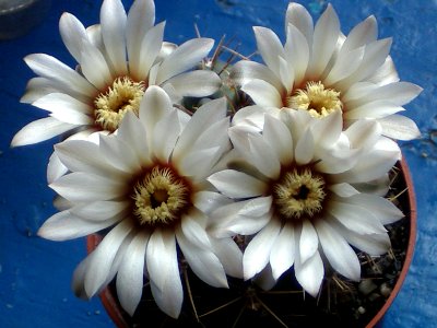 Gymnocalycium quehlianum [Author PTKS Public Domain]