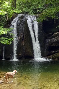 Pretty waterfall, cold dog