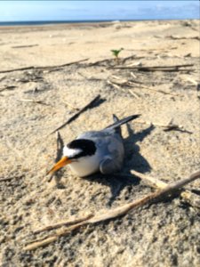 Adult least tern within active colony in Ramp 23 area photo