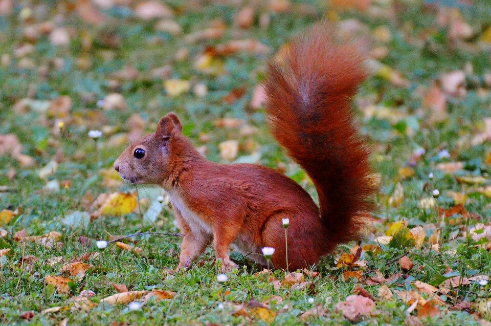 Nature rodent garden