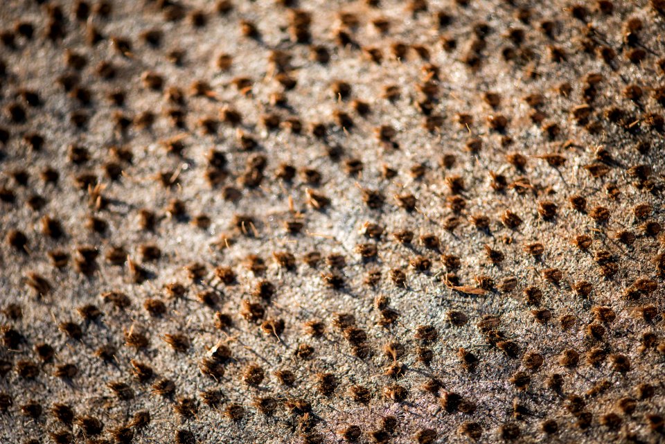 Cut section of desert fan palm (Washingtonia filifera) close up
