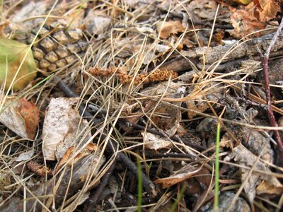 Dry grass grass summer photo