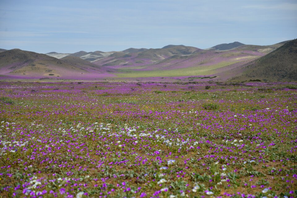 Purple flower desert