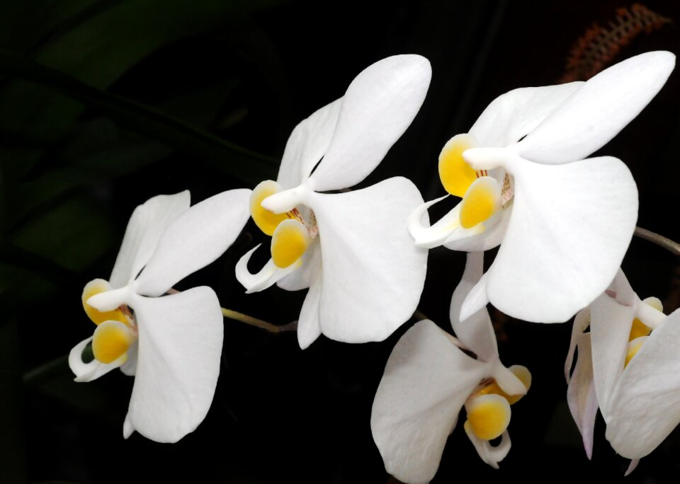 White and black flora plant