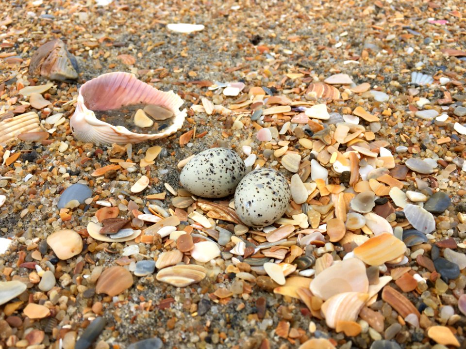 Least tern eggs found on Hatteras Island (2) 2020