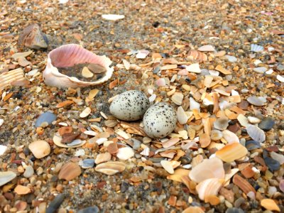 Least tern eggs found on Hatteras Island (2) 2020 photo