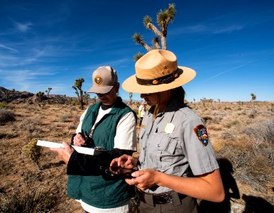 Volunteers during a Joshua Tree Monitoring. photo