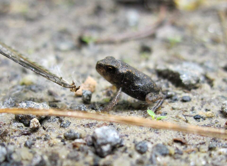 Amphibian virginia wild