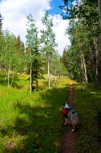 Kaibab Plateau Trail 101 photo