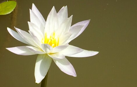 Flora botany purity