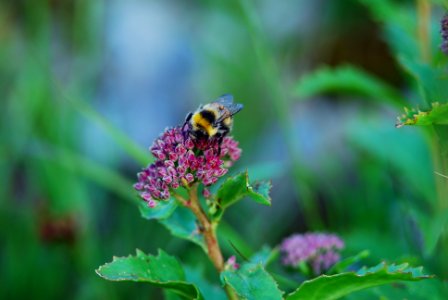 Sedum spectabile