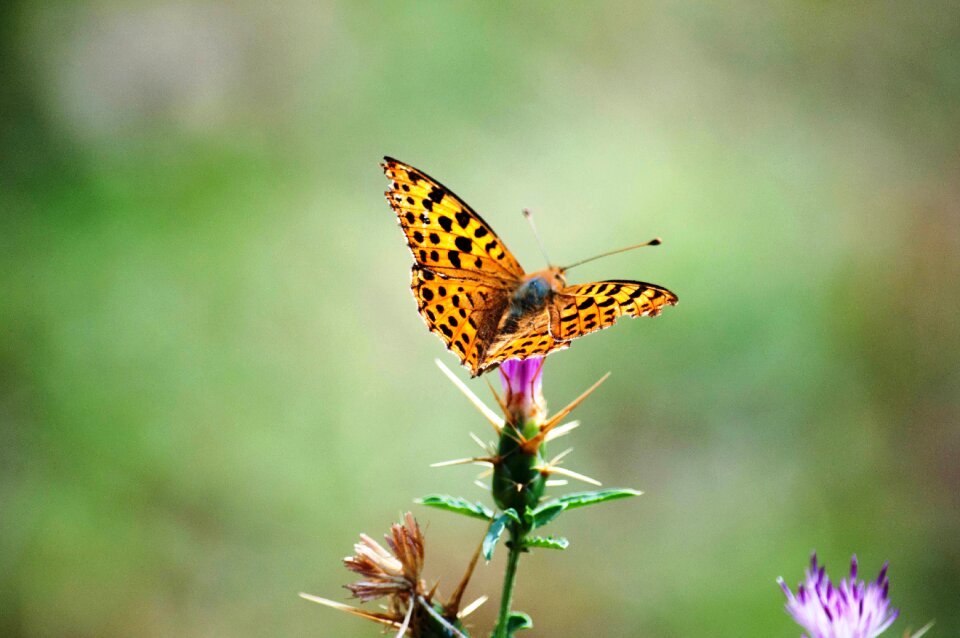 Beauty colored colors
