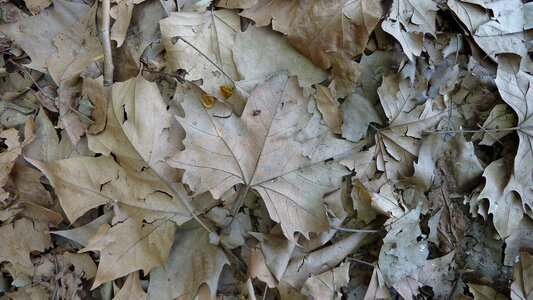 Texture dry gray leaves photo