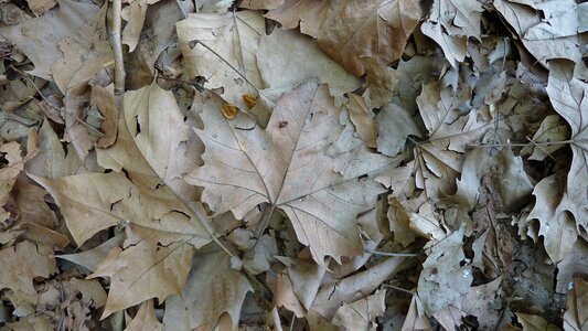 Texture dry gray leaves