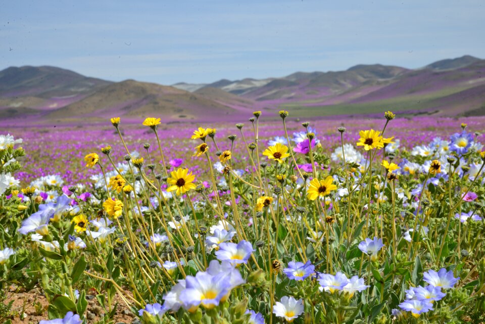 Purple flower desert
