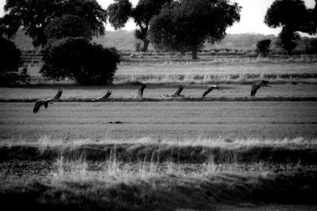 Esteparias ZEPA alto Guadiato photo