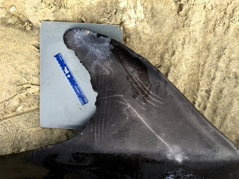 Notches on a dolphin dorsal fin