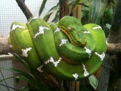 Tree snake green snake