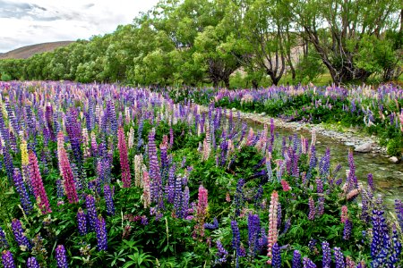 The Lupins are in full bloom up in the high country.