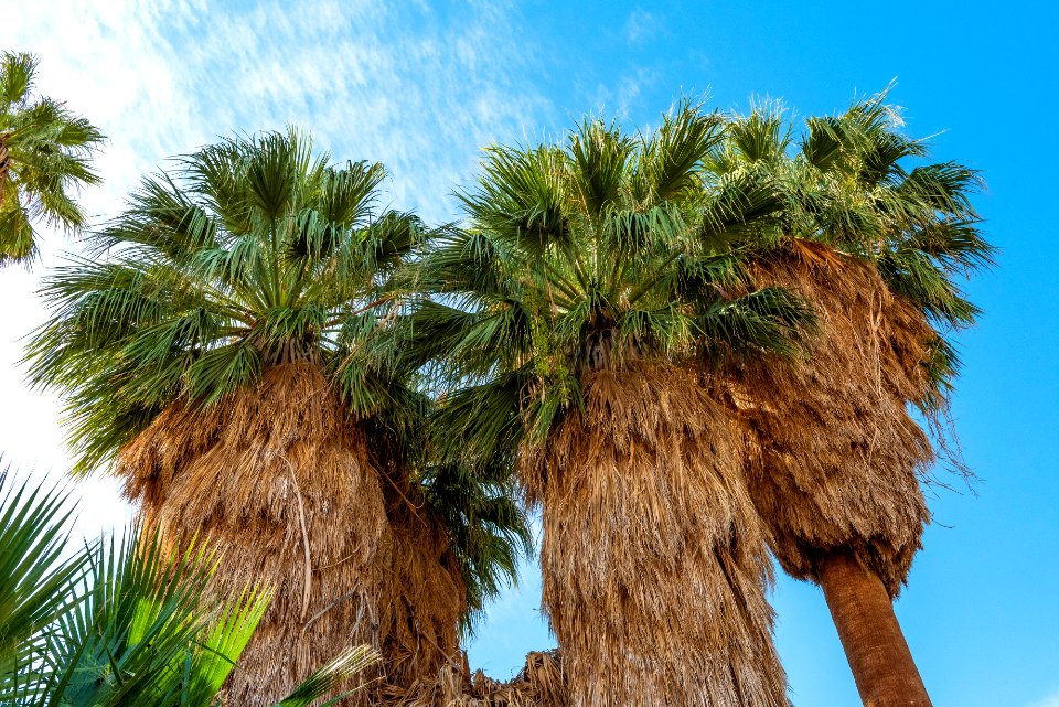 California fan palm (Washingtonia filifera); Oasis of Mara