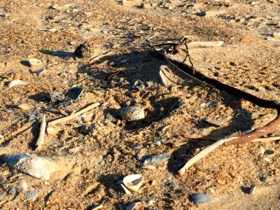 American oystercatcher one-egg nest on South Beach, Hatteras Island