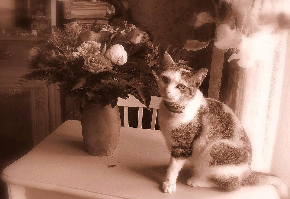Lilly une fleur parmi les fleurs