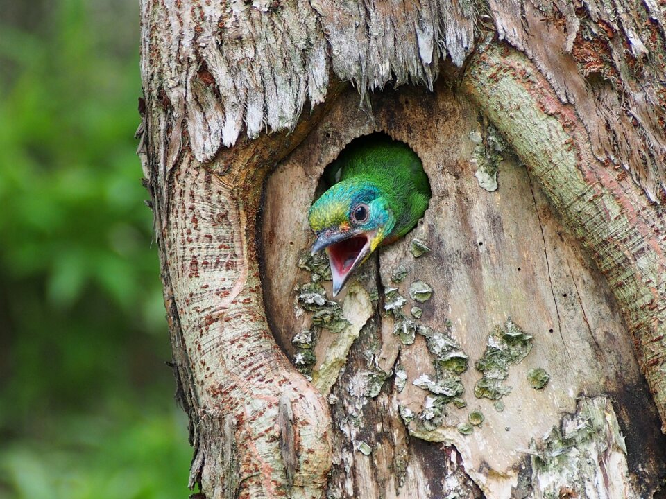 Nestling monk muller's barbet