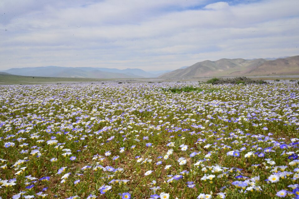 Purple flower desert