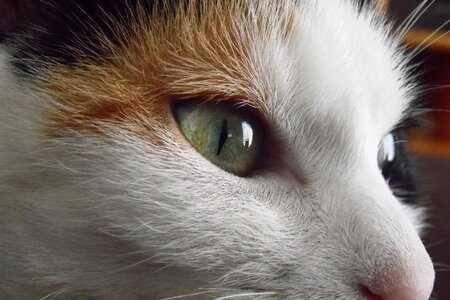 Cat eyes animal photo