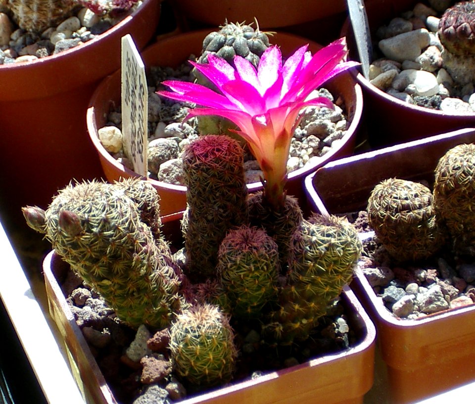 Sulcorebutia mizquensis RF192 [Author PTKS Public Domain] (2)