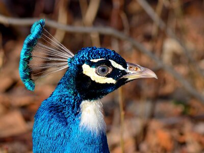 Head blue peacock island