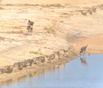 2 adult American oystercatchers with chick at Cape Point
