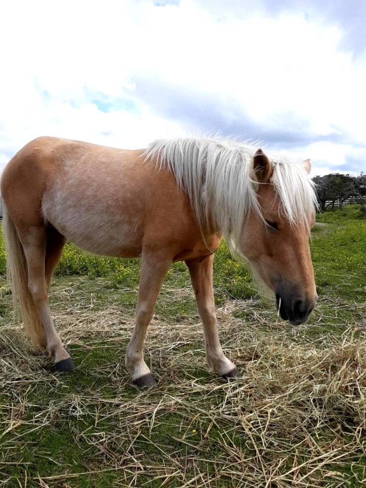 Jobelle, Ocracoke pony