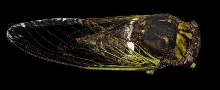 Dryfly wildlife nature
