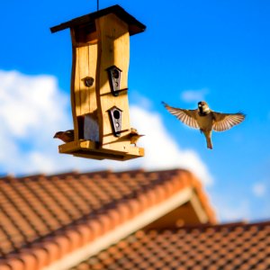 BirdFeeder
