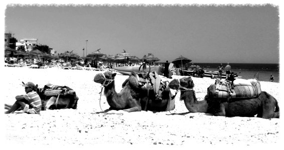 Caravane au repos... Tunisie 2013