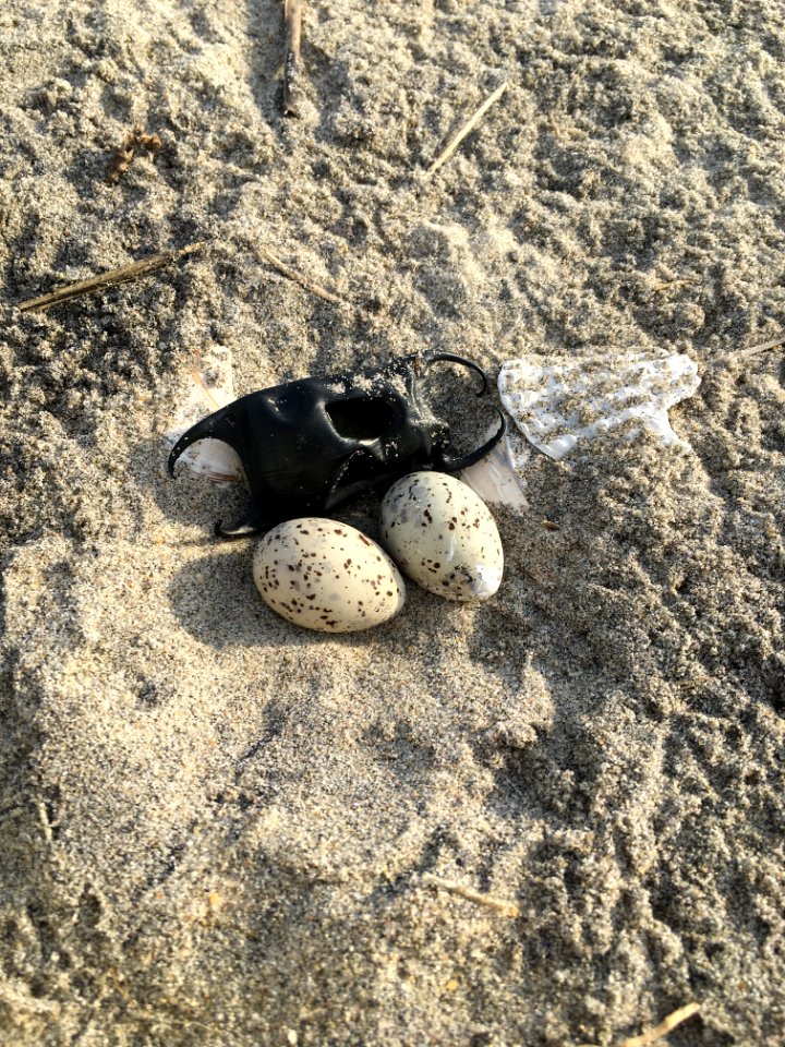 Least tern nest beside a skate-ray egg casing in Ramp 23 area